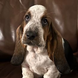 3,450.00 - Teal collar Female - Black brown and white female Basset Hound puppy in Columbia, South Carolina from Pawmetto Hounds