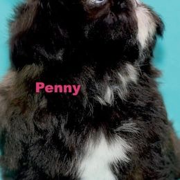Shih Tzus from Kathy Friedes Shih Tzu Puppies