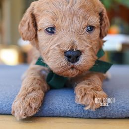 Hearth - Red male Cavapoo puppy in Salado, Texas from Red Ranch Dogs
