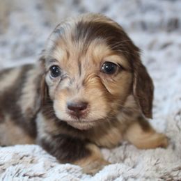 Dachshund Puppies from Rylie Stovall