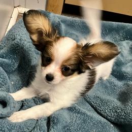 Travis - White black and tan male Papillon puppy in Central Florida, Florida from Sunshine Papillons