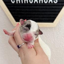 Max - Merle male Chihuahua puppy in Harrison, Michigan from Cloud9 Chihuahuas