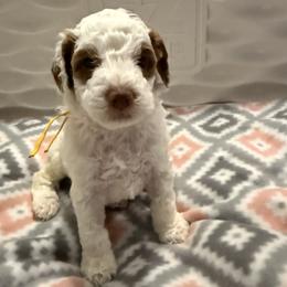 Elvis - Parti male Goldendoodle puppy in Miami, Florida from Magdoodles