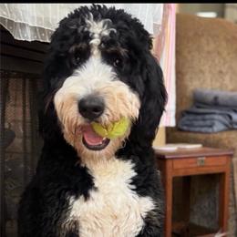 Molly - Bernedoodle