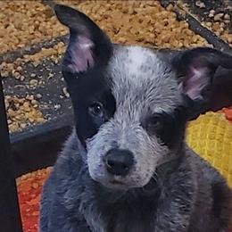 Full mask male - Blue speckled male Australian Cattle Dog puppy in Lenoir, North Carolina from Blue Coyote Ranch