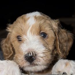 Black collar male - male Golden Mountain Doodle puppy in Jurupa Valley, California from gucci_bentleys_goldendoodles