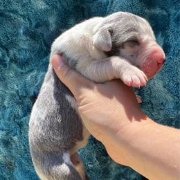 Opal - Harlequin female Great Dane puppy in Rosharon, Texas from Parker's Great Danes