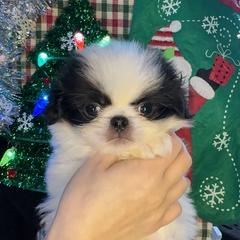 Male black and white - Black and white male Japanese Chin puppy in Salem, Oregon from Chinnychinchinofsalem