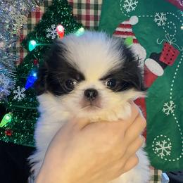 Male black and white - Black and white male Japanese Chin puppy in Salem, Oregon from Chinnychinchinofsalem