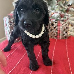 Lydia - Black female Goldendoodle puppy in Norman, Oklahoma from Wilson Family Companions