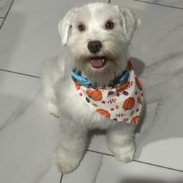 Sadie - Wheaten female Miniature Schnauzer puppy in Waddell, Arizona from The Bearded Companions