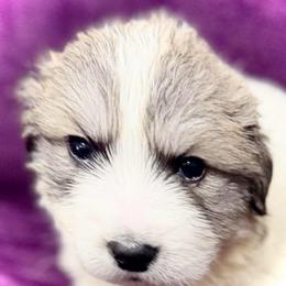 Boy2 Green collar NOAH - White and badger male Great Pyrenees puppy in Fair Grove, Missouri from Allen Wags & Woolies