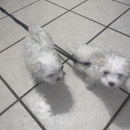 Maltese Puppies from Babes Babies