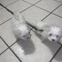 Maltese Puppies from Babes Babies