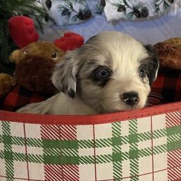 Kennedy - Miniature Australian Shepherd puppy from Eagle River Aussies