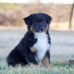 Hunter - Black tri male Miniature American Shepherd puppy in Stephenville, Texas from Diamond H Aussies