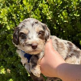 Blue collar dodger - Merle male Australian Labradoodle puppy in Fontana, California from Grammy's Puppy Love doodles and poodles