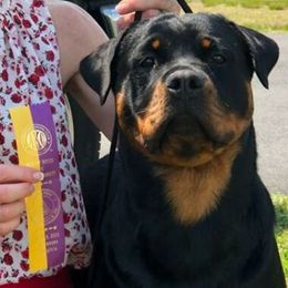 Rottweilers from Armata Rottweilers