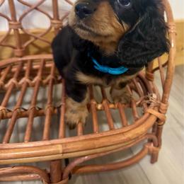 Murphy - Black and tan male Dachshund puppy in Bennett, North Carolina from Cherished Dachshunds