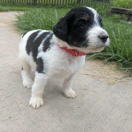 Newfypoo Puppies from Green Acres Newfypoos