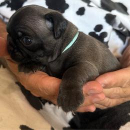 Light blue collar - Silver male Pug puppy in Deer Park, Texas from Butler Pugs and Frenchies