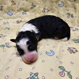 Bernedoodle and Goldendoodle Puppies from Doni Doodles