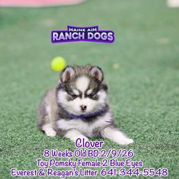 Clover - Silver and white female Pomsky puppy in Humeston, Iowa from M.A.R. Dogs