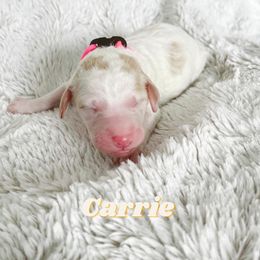 Girl 1 - Goldendoodle puppy in Parkersburg, West Virginia from Moore Pups the Merrier