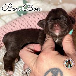 Bonbon - Liver female Yorkshire Terrier puppy in London, Kentucky from Soto Yorkies