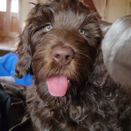Australian Cobberdog Puppies from Heartland Hills Australian Cobberdogs