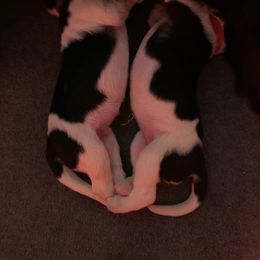 Newfoundland Puppies from O’s Ranch Newfoundland’s