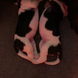 Newfoundland Puppies from O’s Ranch Newfoundland’s