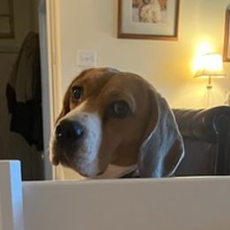 Beagles and Labrador Retrievers from Green Acres Labradors & Beagles