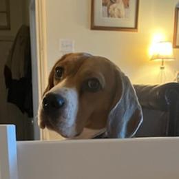 Beagles and Labrador Retrievers from Green Acres Labradors & Beagles