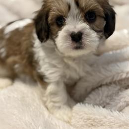 Cavachon and Maltese Puppies from Wendy’s Maltese & Cavamalts of Virginia