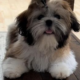 Shihpoo and Shih Tzu Puppies from Fuller Shih Tzus
