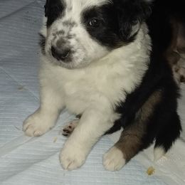 English Shepherd Puppies from ThreeDarkBays English Shepherds