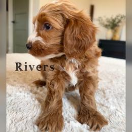 Rivers - Red  male Goldendoodle puppy in Glendale, Arizona from Follow Your Bliss Doodles