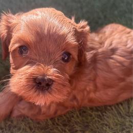 Beau - Red male Cavapoo puppy in Gilbert, Arizona from Cavapoo Lifestyle