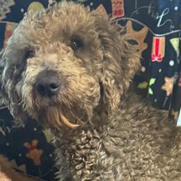 Zeek - Silver male Goldendoodle puppy in Centralia, Missouri from Oodles Of Doodles Mo.