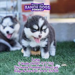 Luna - Blue female Pomsky puppy in Humeston, Iowa from M.A.R. Dogs