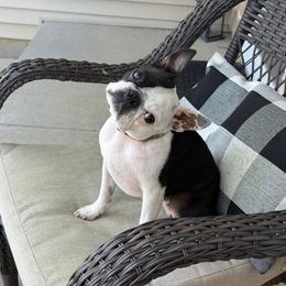 Boston Terrier and French Bulldog Puppies from 3B Kennels-Beth’s Best Boston’s