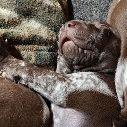 German Shorthaired Pointer Puppies from Hearts on Fire,  Versatile German Sharthair Pointers