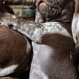 German Shorthaired Pointer Puppies from Hearts on Fire,  Versatile German Sharthair Pointers