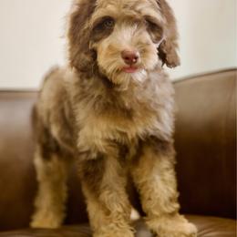 Truffle - Phantom male Bernedoodle puppy in Queen Creek, Arizona from Dulcito Doodles