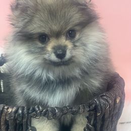 Nova - Cream sable Pomeranian puppy in Brentwood, California from Royalpawpoms