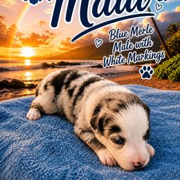 Australian Shepherd Puppies from Aussomely Yours, Australian Shephers