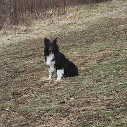 Lola - Shetland Sheepdog