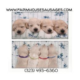 Waffles (Red) Limited AKC (Individual pics coming at 3 weeks) - Cream male Dachshund puppy in Nashville, Tennessee from Farmhouse Sausages - Located in TN delivers all over US