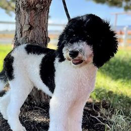 Laddie - Assorted Doodle Crosses